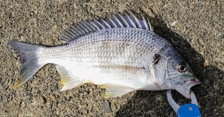 ズル引きチニング